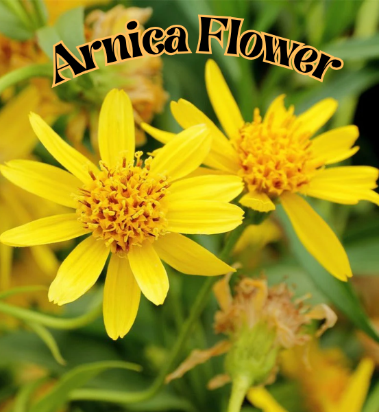 Arnica & Dandelion Healing Salve  * (2oz Tin)