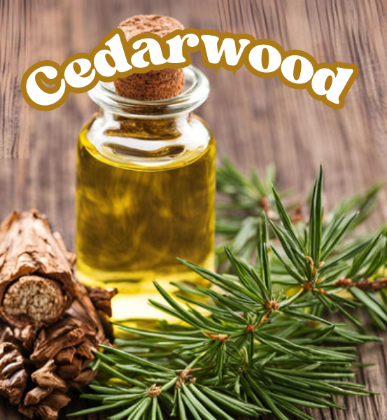 Bottle of cedarwood oil with cedarwood leaves and bark on a wooden background and the text 'Cederwood'.