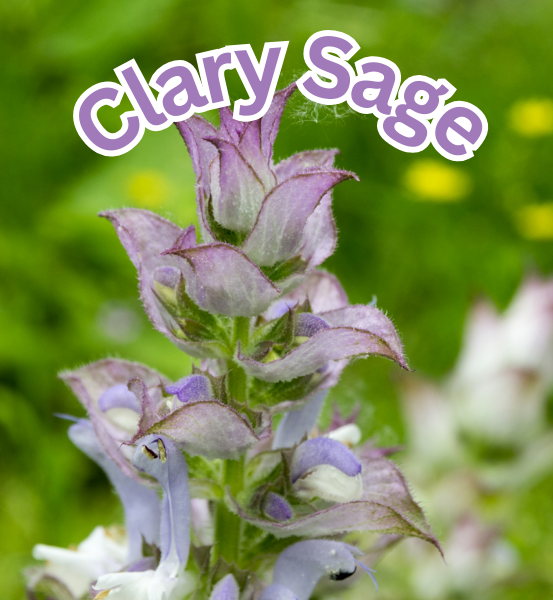 Clary Sage plant with a green blurred background