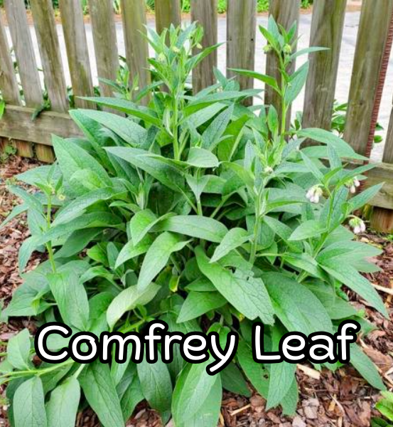 Comfrey leaf plant with a wooden fence in the background and the text 'COMFREY LEAF'