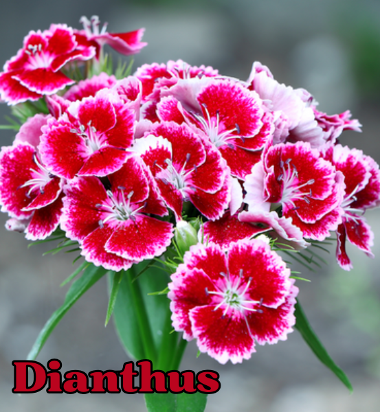 Image of a Bouquet of pink,red and white Dianthus flowers on a blurred background with the text "Dianthus"