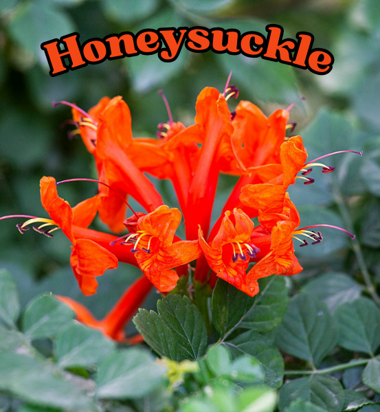 Image of Orange honeysuckle flowers with green leaves and the word 'Honeysuckle' displayed.