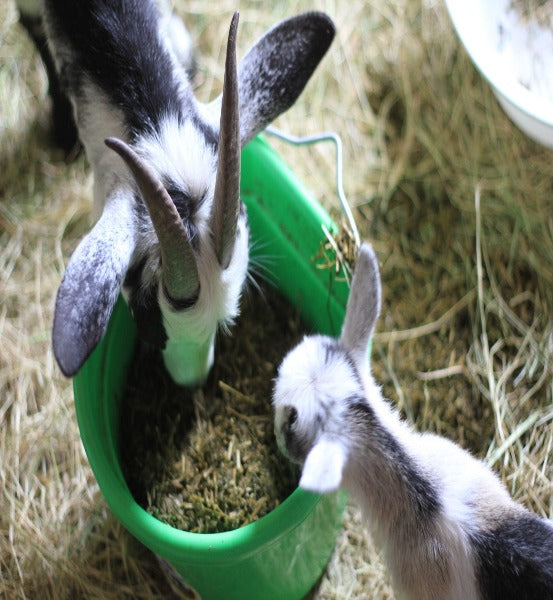 Texas Honey & Soothing Oats (Unscented)  *Handmade Goat's Milk Soap (4oz)