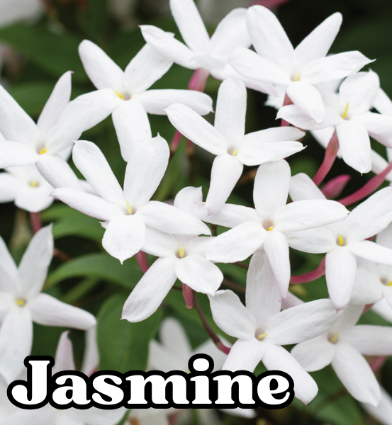 Close-up of white jasmine flowers with green leaves and the text 'Jasmine'