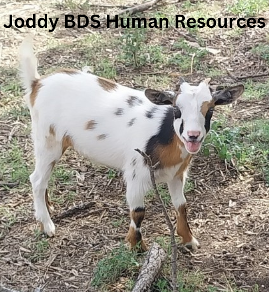 Lavender Fields  *Handmade Goat's Milk Soap (4oz)