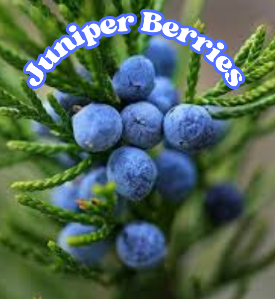 Close-up of juniper berries on a branch with green leaves, labeled 'Juniper Berries'.