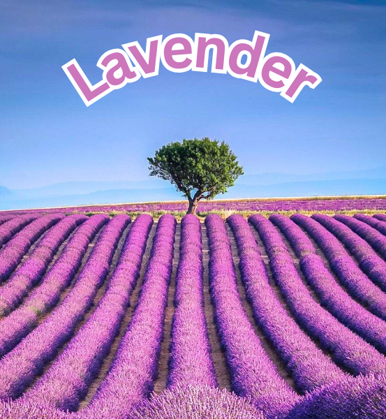 Lavender fields with a single tree in the middle under a clear blue sky, labeled 'Lavender'.