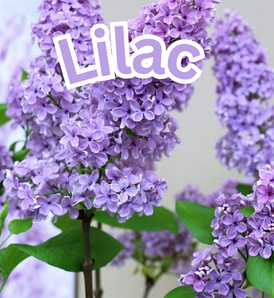 Close-up of purple lilac flowers with the word 'Lilac' displayed.