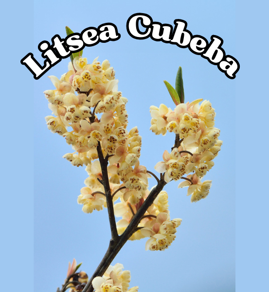 Litsea Cubeba flowers with a clear blue background and the text 'Litsea Cubeba'