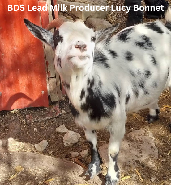 Lavender Fields  *Handmade Goat's Milk Soap (4oz)