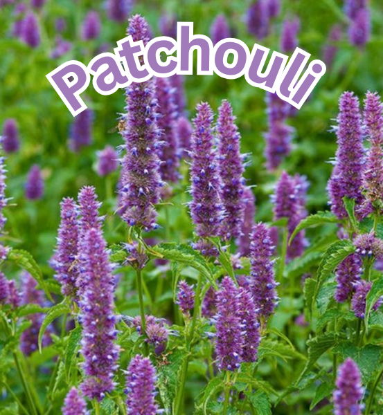 A field of Patchouli plants with purple flowers and the text 'Patchouli'.