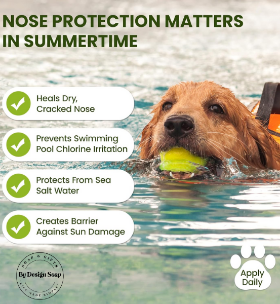 Dog swimming with a ball in mouth, promoting nose protection for summertime.