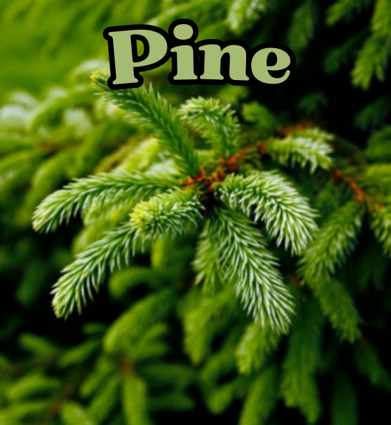 Image of a Close-up of pine branches with the word 'Pine' overlaid.