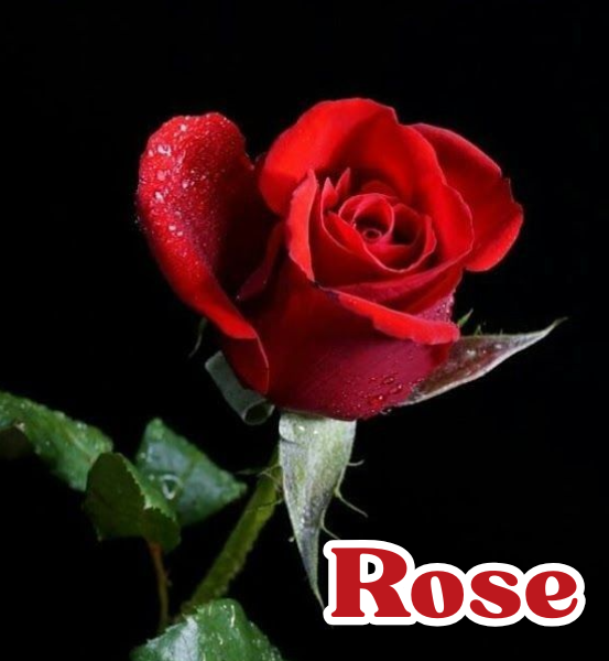 Red rose with green leaves on a black background with the text 'Rose'.