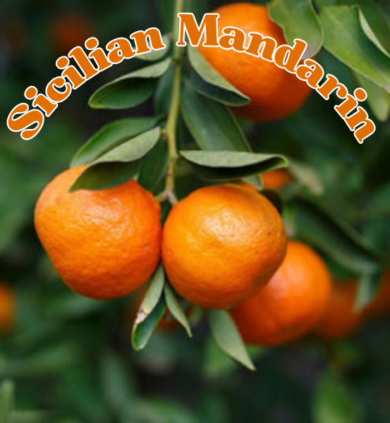 Sicilian Mandarin oranges on a tree branch with green leaves and the text 'Sicilian Mandarin'.