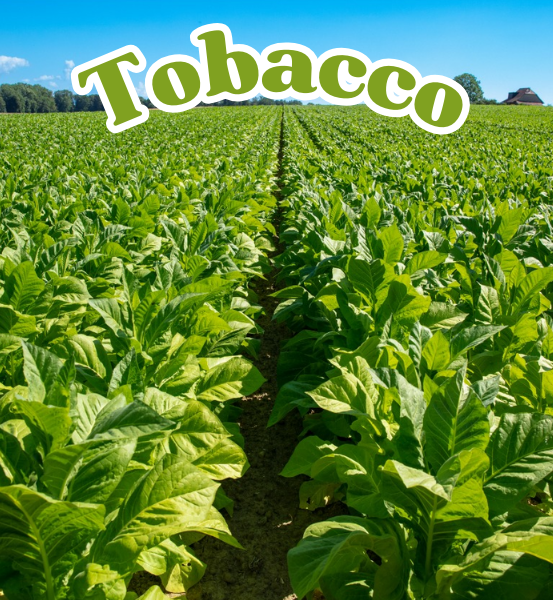 Tobacco field with clear blue sky and 'Tobacco' text overlay.