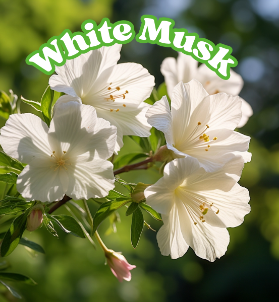 White flowers on a branch with green leaves and 'White Musk' text overlay.