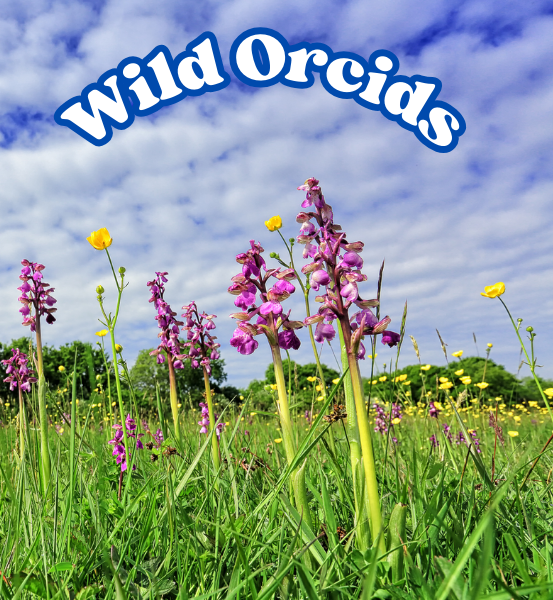 Field of Wild orchids with a background of blue sky's and white clouds and the text 'Wild Orchids'