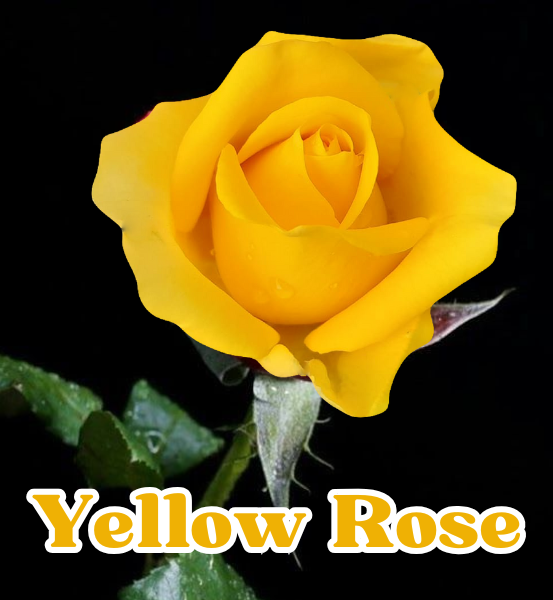 Image of a Yellow rose on a black background with the text "Yellow Rose"