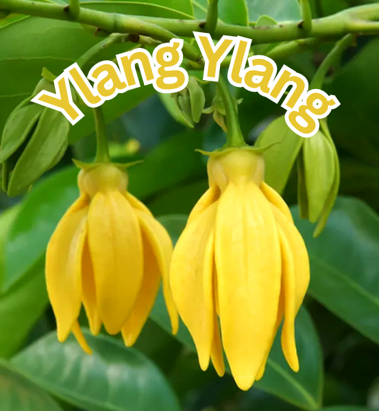 Two yellow ylang ylang flowers with green leaves in the background and the text 'Ylang Ylang'