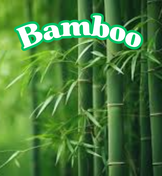 Bamboo trees with the word 'Bamboo' displayed in green and white text.