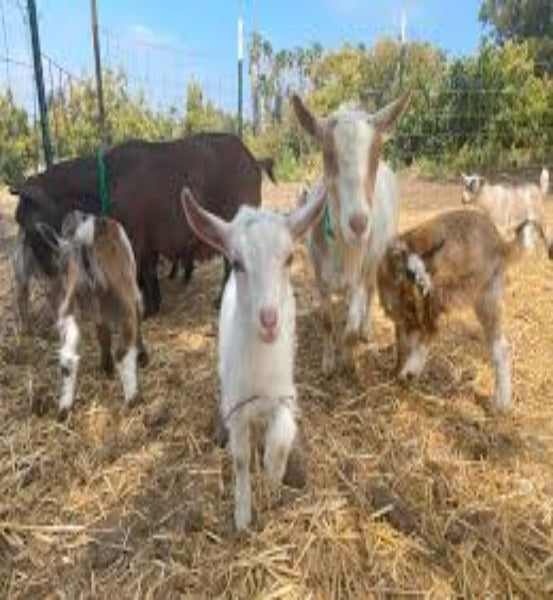 Texas Honey & Soothing Oats (Unscented)  *Handmade Goat's Milk Soap (4oz)