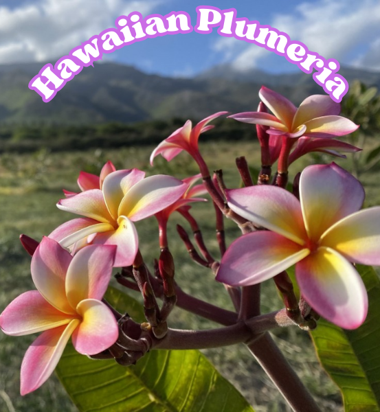 Hawaiian Plumeria flowers with a beautiful mountainous background and the text 'Hawaiian Plumeria'.