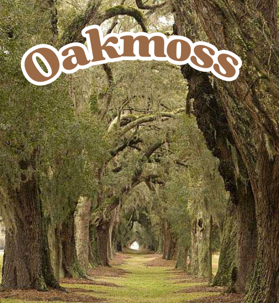 Image of a Path of Oak Trees covered in moss with the text 'Oakmoss'