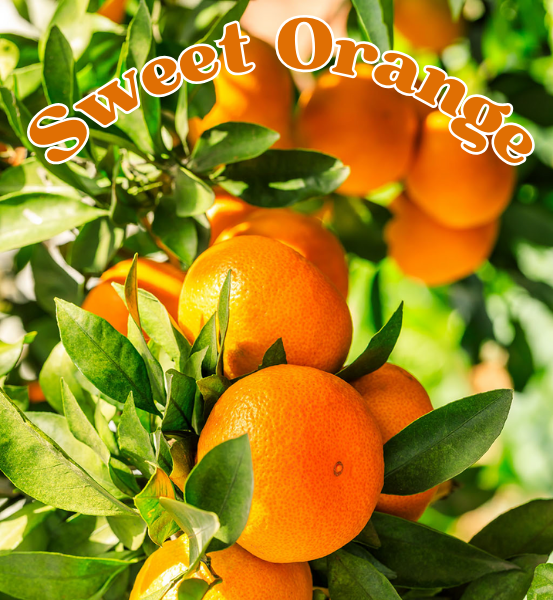 Oranges hanging on a tree with the text 'Sweet Orange'.