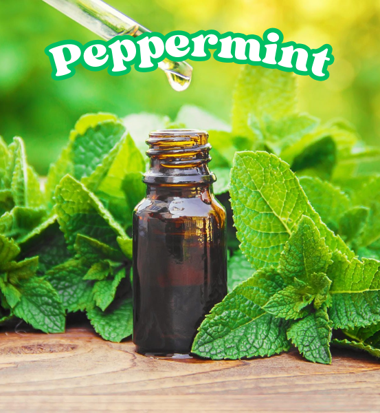 Bottle of peppermint oil surrounded with fresh peppermint leaves on a wooden surface with the text 'Peppermint'